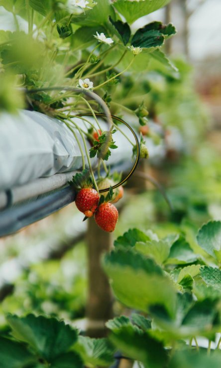 strawberries in a farm