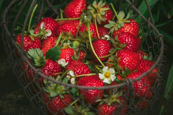 Basket of organic strawberries.